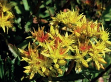 Sedum Middendorfianum bloeikleur