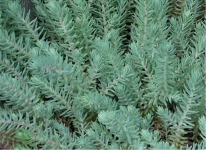 Sedum Reflexum Blue spruce bladkleur