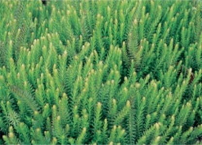 Sedum soort Sedum Reflexum Green spruce