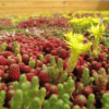 Sedum zaden mix