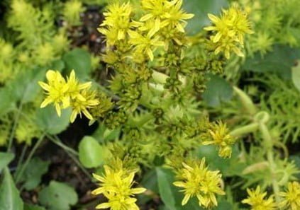 sedum zaden rupestre