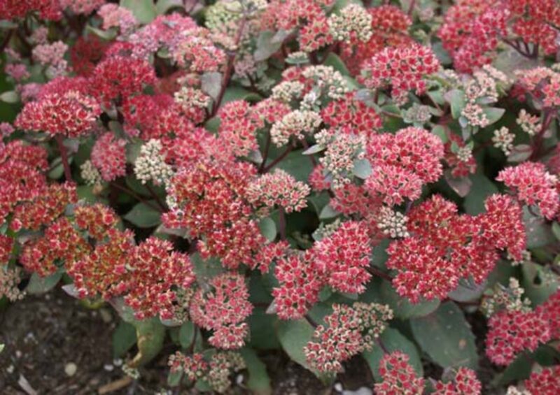 Sedum telephium
