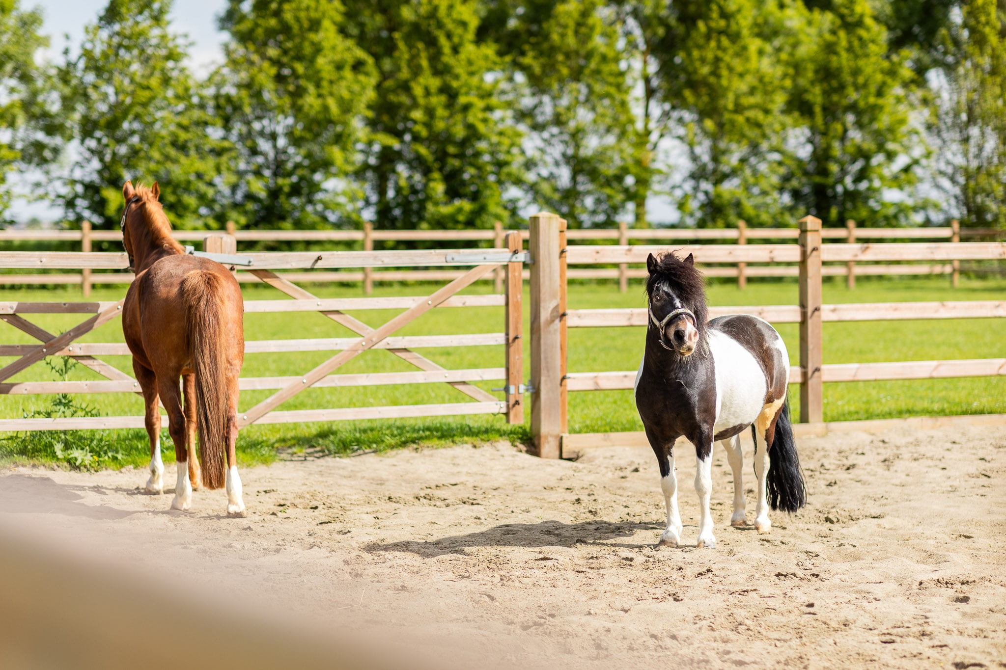 Pony paddock