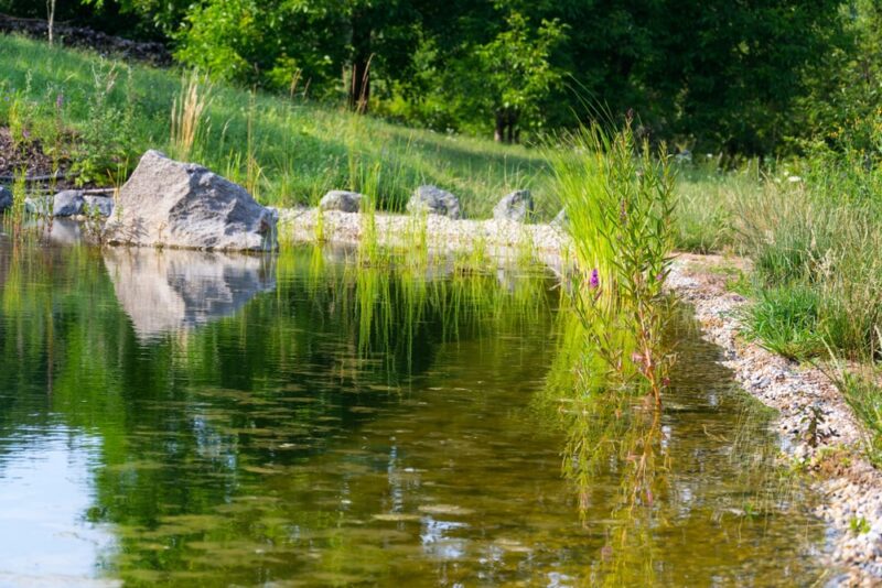 Natuurlijke zwemvijver